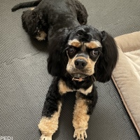 チャポピちゃん