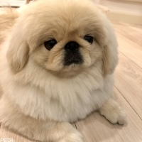 とうふくん