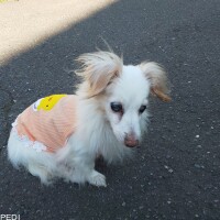ハッピーちゃん