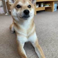 ハナちゃん