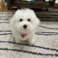 ROCOくん