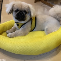 福丸くん