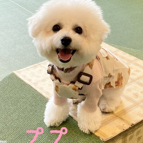 ププちゃん