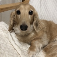 ももちゃん