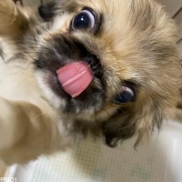 しし丸くん