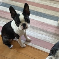 クララちゃん