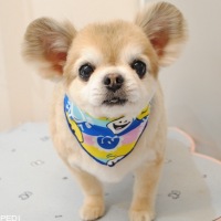 ぽんくん