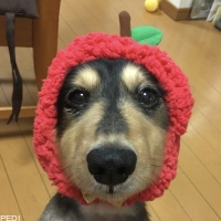 あぽろくん