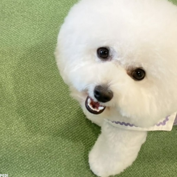 テテくん