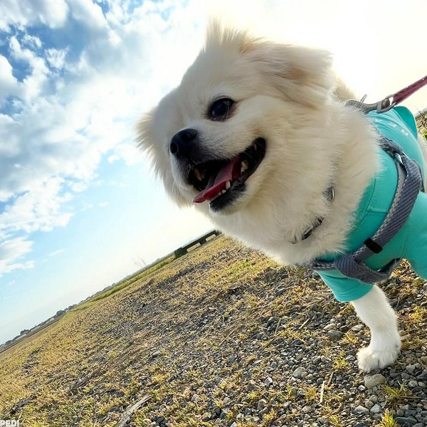 ふくすけくん