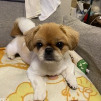 ドゥーチーちゃん