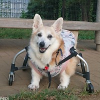 ココちゃん