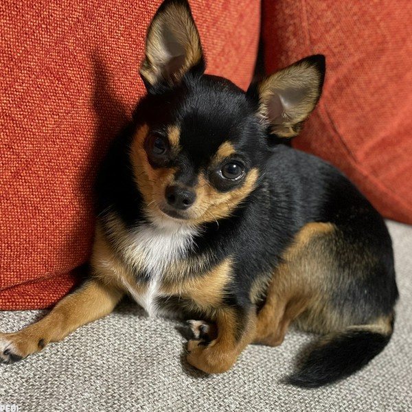 ピノちゃん