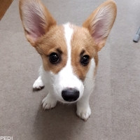 コマちゃん