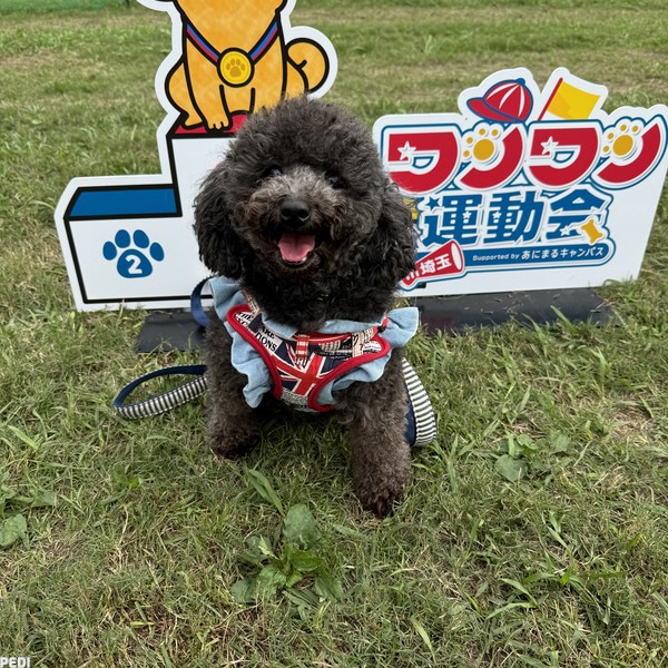 Cocoちゃん