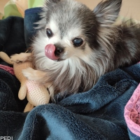 ココちゃん