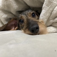 つぶあんちゃん