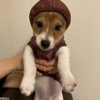 とわくん