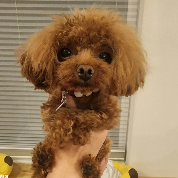 あんずちゃん