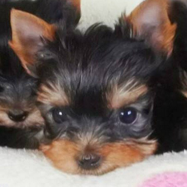 ジュリアちゃん