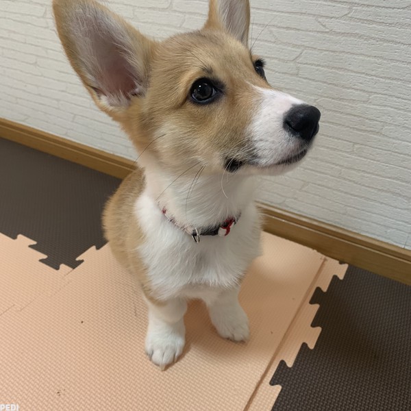楓ちゃん