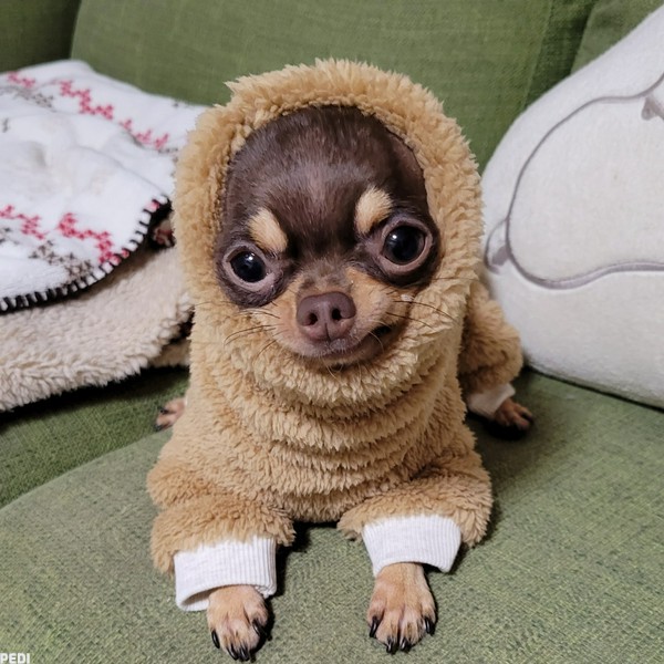 おあげちゃん