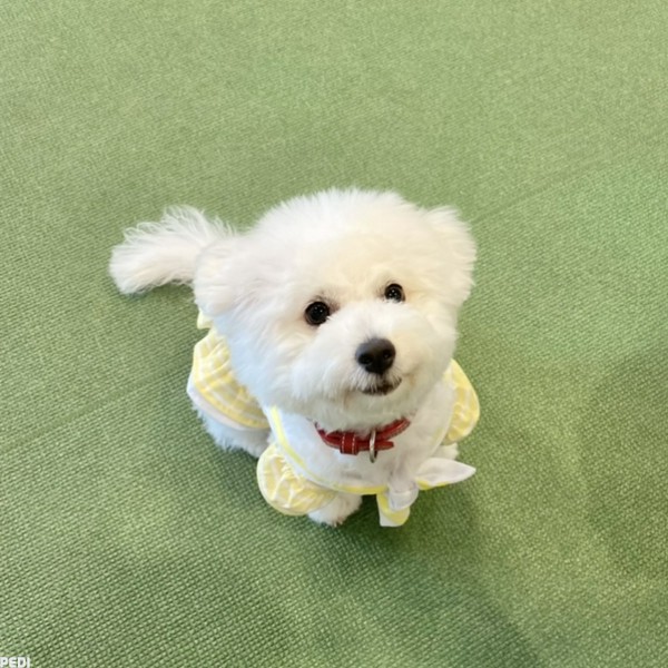 エマちゃん