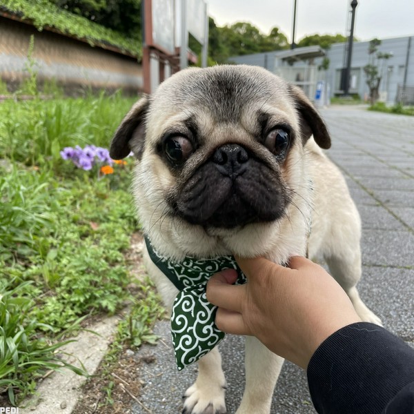 みかんくん