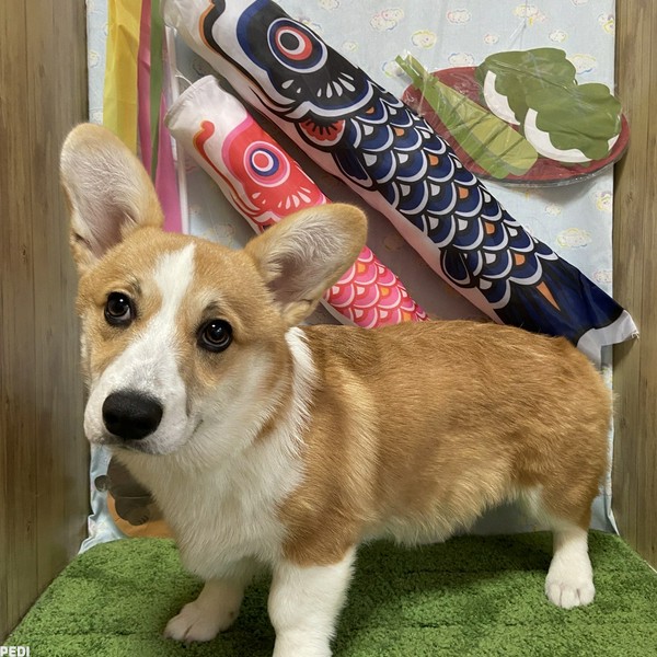 むぎちゃちゃん