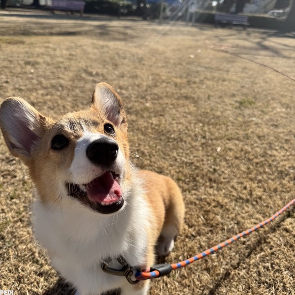 Bellちゃん