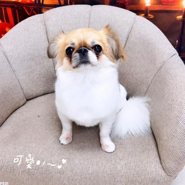 チワペキちゃん