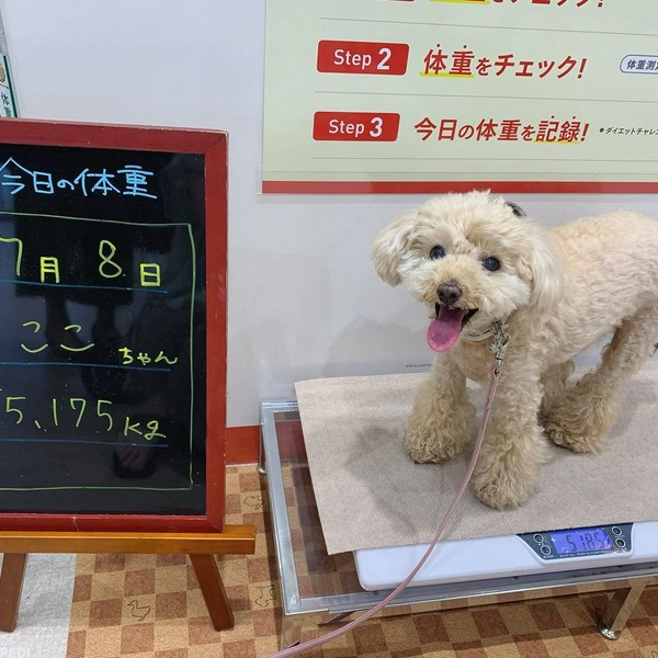 ここちゃん