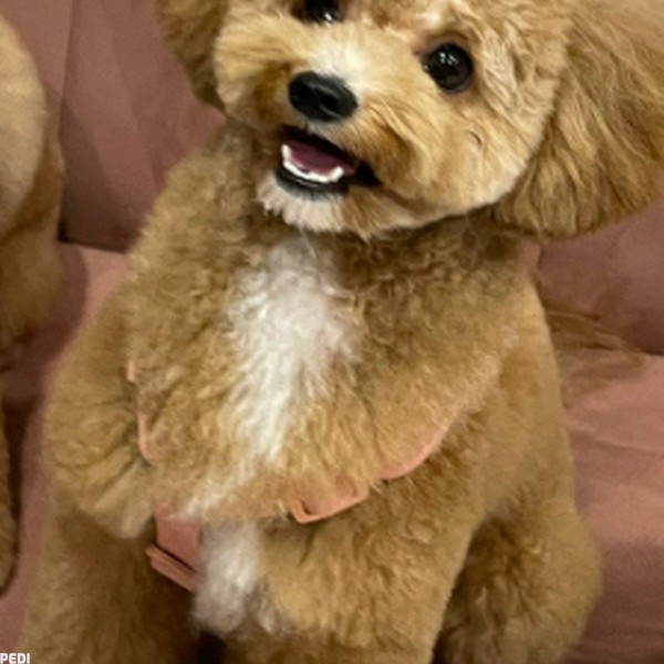 さらだちゃん