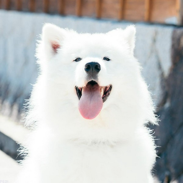 ゆきおくん