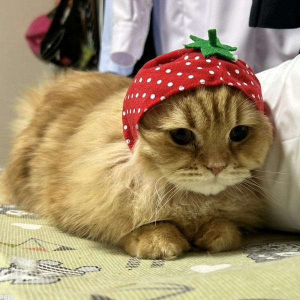 はるまきくん