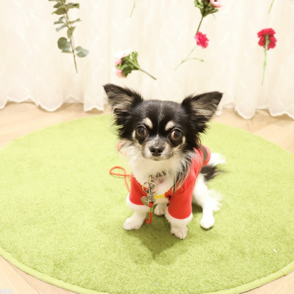 ミニョンちゃん