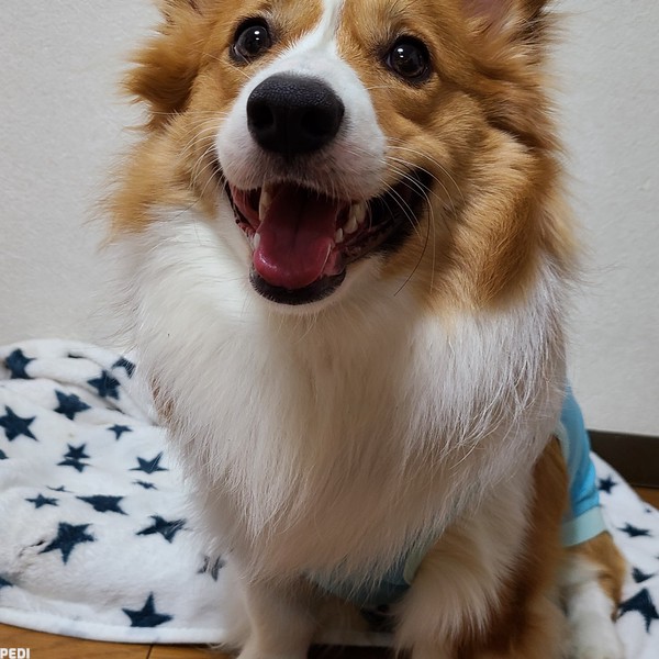 リブくん