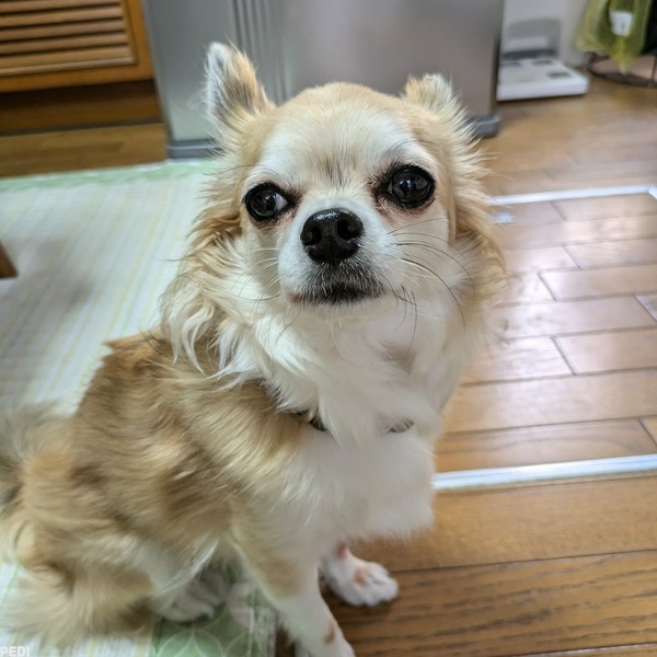 りくくん