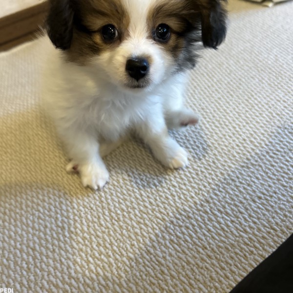 めいちゃん