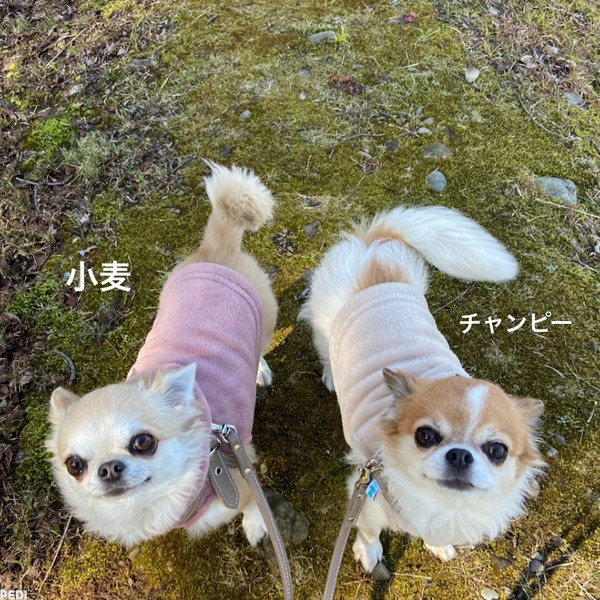 チャンピーちゃん