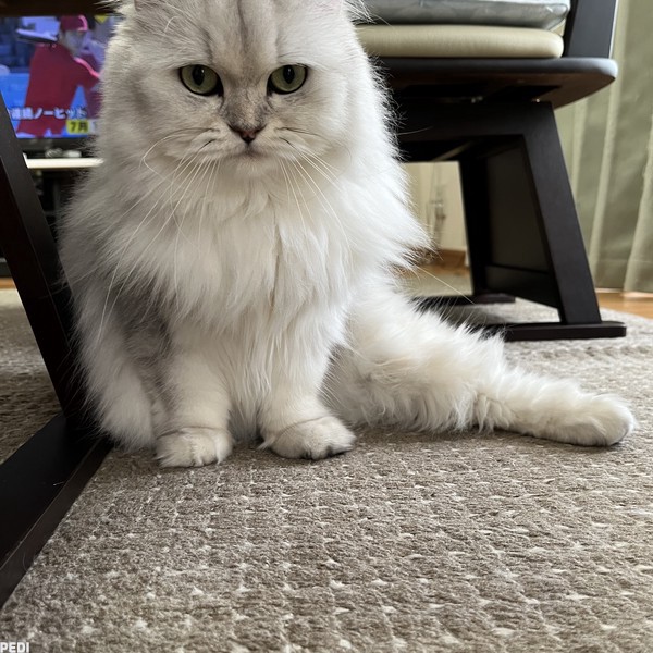 モネちゃん
