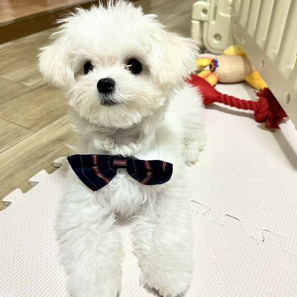 テオくん