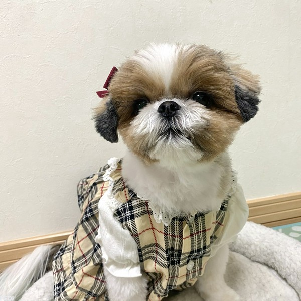 のあちゃん