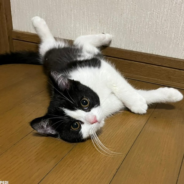福くん