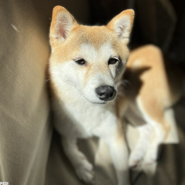 おはぎちゃん