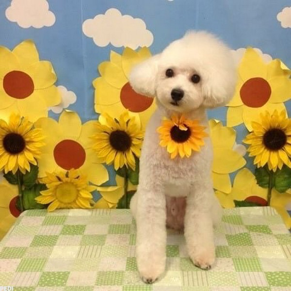 レオンくん