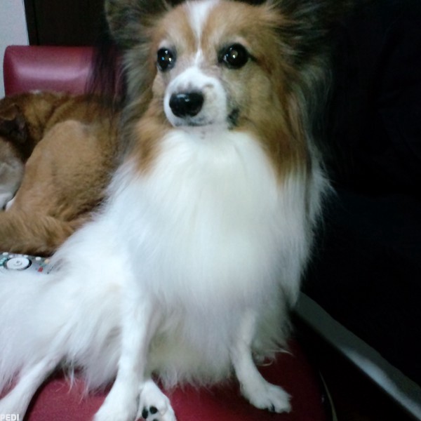 ユズリカちゃん