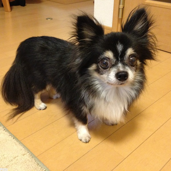 ビスコンティくん