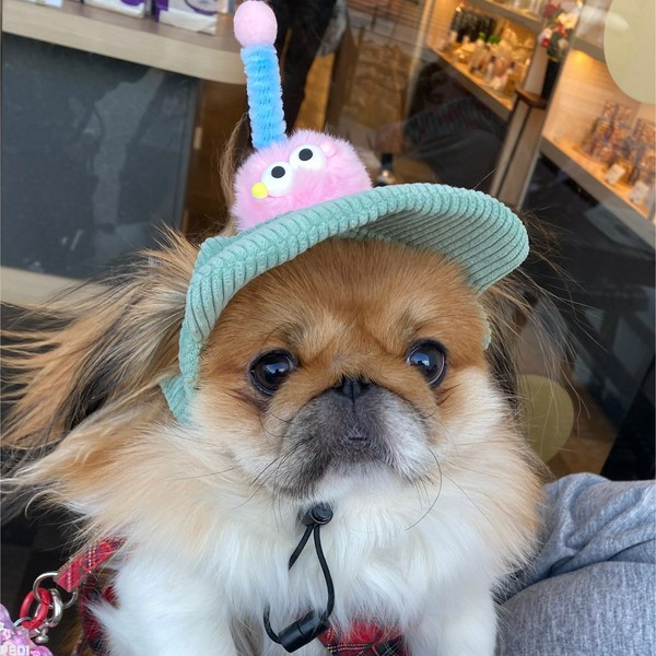 ブーちゃん
