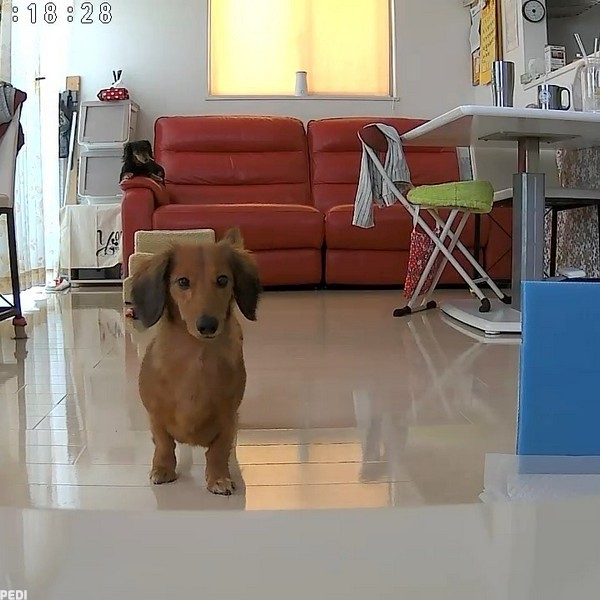 ノアちゃん